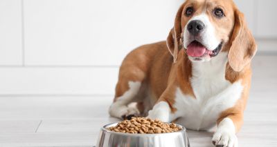 Anti-seizure drugs could cause canine obesity, study finds